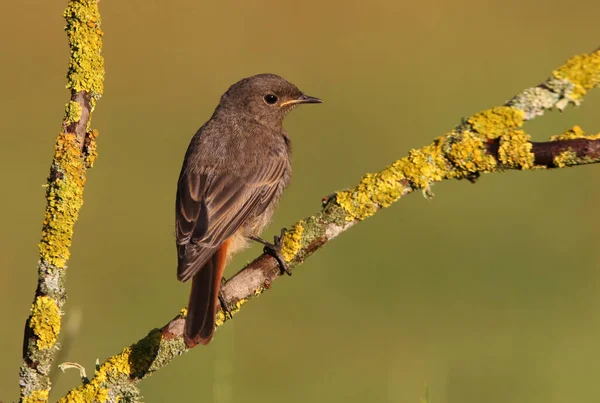 Negro Rojstart Joven Con Las Últimas Luces Tarde — Foto de Stock