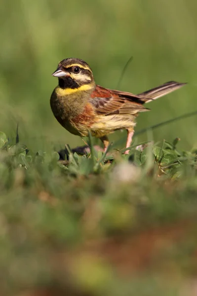 Bruant Circulaire Mâle Avec Première Lumière Jour Emberiza Cirlus — Photo