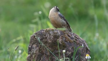 Avrasya tımarhanesi Günün son ışıklarıyla