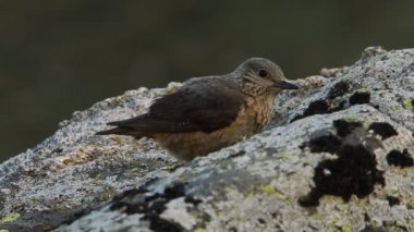 Rufous kuyruklu kaya ardıçkuşunun dişisi günün ilk ışıklarıyla üreme bölgelerindeki bir kayanın üzerinde