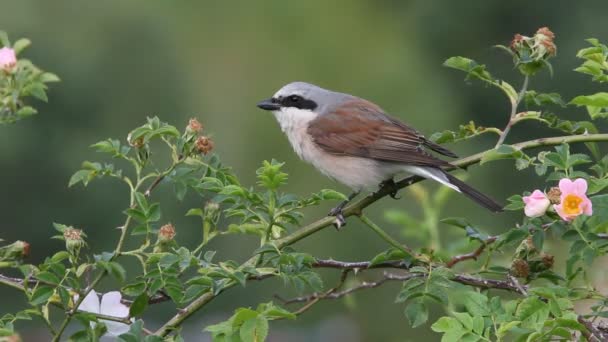 Rufous Tailed Rock Rigó Tenyésztési Területükön — Stock videók