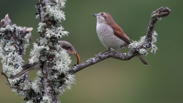 Rufous Tailed Rock Thrush Fêmea Alimentando Seu Frango — Vídeo de Stock