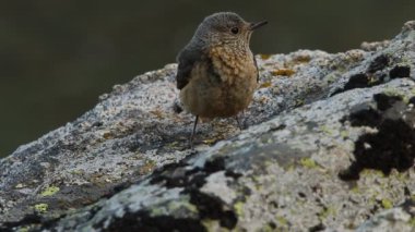 Rufous kuyruklu kaya ardıçkuşunun dişisi günün ilk ışıklarıyla üreme bölgelerindeki bir kayanın üzerinde