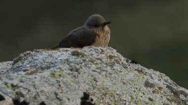 Rufous kuyruklu kaya ardıçkuşunun dişisi günün ilk ışıklarıyla üreme bölgelerindeki bir kayanın üzerinde