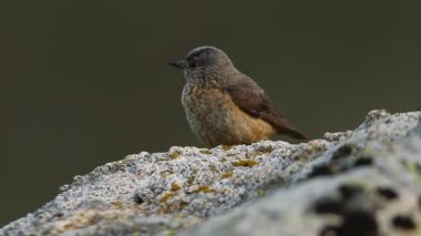 Rufous kuyruklu kaya ardıçkuşunun dişisi günün ilk ışıklarıyla üreme bölgelerindeki bir kayanın üzerinde
