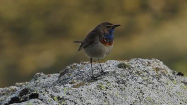 Sabahın ilk ışıklarıyla bir kayanın üzerinde Bluethroat yetişkin erkek
