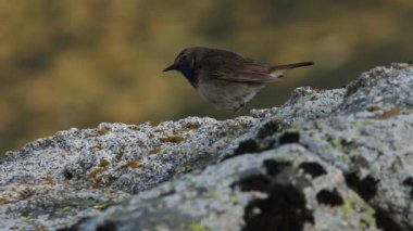 Sabahın ilk ışıklarıyla bir kayanın üzerinde Bluethroat yetişkin erkek