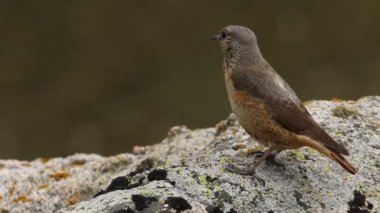 Rufous kuyruklu kaya ardıçkuşunun dişisi günün ilk ışıklarıyla üreme bölgelerindeki bir kayanın üzerinde
