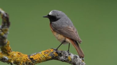 Günün ilk ışıklarıyla sıradan bir erkek, Phoenicurus Phoenicurus