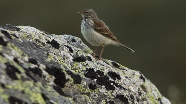 Pipit Eau Sur Rocher Avec Première Lumière Aube — Video