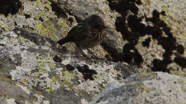 夜明けの最初の光を持つ岩の上に若いBluethroat — ストック動画