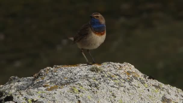 Blaukehlchen Männchen Auf Einem Felsen Mit Dem Ersten Morgenlicht — Stockvideo