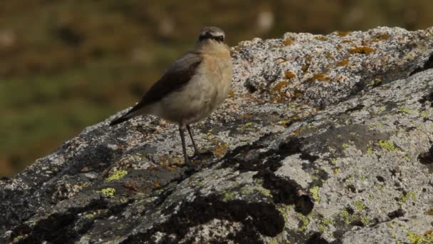 Nördliche Steinschmätzerin Auf Einem Der Felsen Seines Brutgebietes — Stockvideo