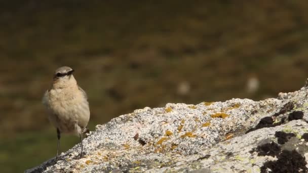 Northern Wheatear Male One Rocks His Breeding Territory — Stock Video
