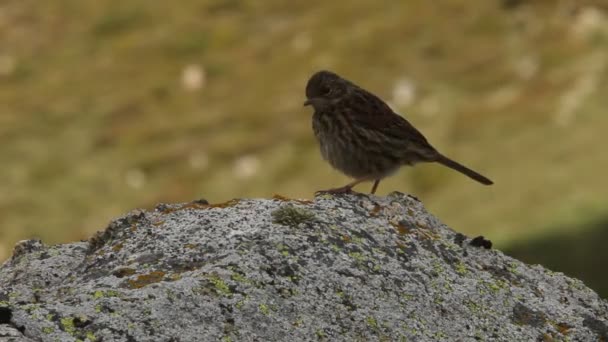 Dunnock Joven Una Roca Con Primera Luz Del Amanecer — Vídeo de stock