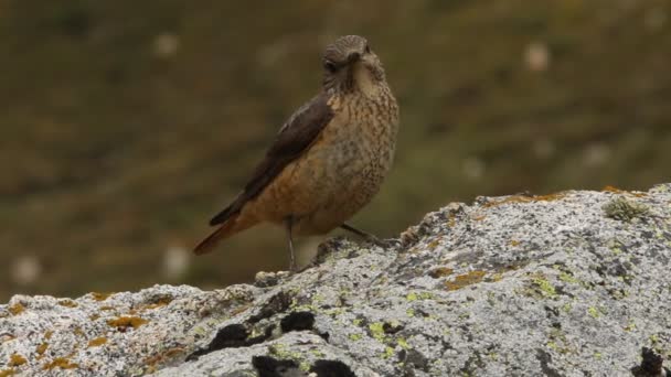 在它们繁殖地的岩石上 有一天的第一缕亮光 红尾岩中的雌鸟在猛冲 — 图库视频影像
