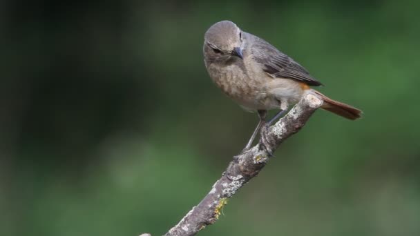 Feminino Common Redstart Com Primeira Luz Dia Phoenicurus Phoenicurus — Vídeo de Stock