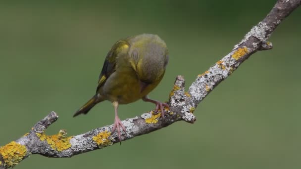 European Greenfinch Adult Male First Light Day — Stock Video