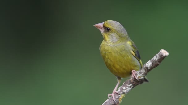 Greenfinch Eropa Laki Laki Dewasa Dengan Cahaya Pertama Hari — Stok Video