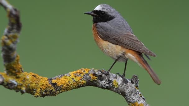 Varón Enrojecimiento Común Con Primera Luz Del Día Phoenicurus Phoenicurus — Vídeos de Stock