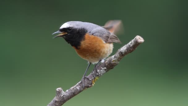 Varón Enrojecimiento Común Con Primera Luz Del Día Phoenicurus Phoenicurus — Vídeos de Stock