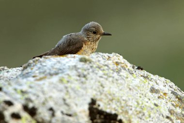 Rufous kuyruklu kaya ardıçkuşunun dişisi günün ilk ışıklarıyla üreme bölgelerindeki bir kayanın üzerinde