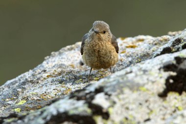 Rufous kuyruklu kaya ardıçkuşunun dişisi günün ilk ışıklarıyla üreme bölgelerindeki bir kayanın üzerinde