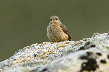 Rufous kuyruklu kaya ardıçkuşunun dişisi günün ilk ışıklarıyla üreme bölgelerindeki bir kayanın üzerinde
