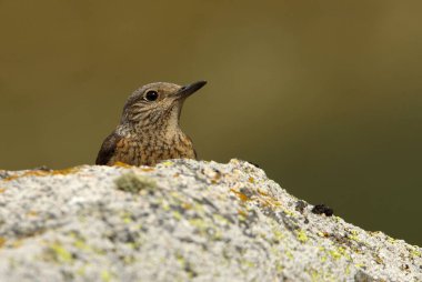 Rufous kuyruklu kaya ardıçkuşunun dişisi günün ilk ışıklarıyla üreme bölgelerindeki bir kayanın üzerinde