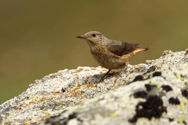 Rufous kuyruklu kaya ardıçkuşunun dişisi günün ilk ışıklarıyla üreme bölgelerindeki bir kayanın üzerinde