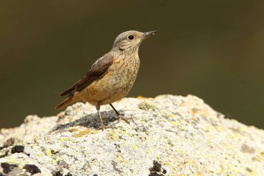 Rufous kuyruklu kaya ardıçkuşunun dişisi günün ilk ışıklarıyla üreme bölgelerindeki bir kayanın üzerinde