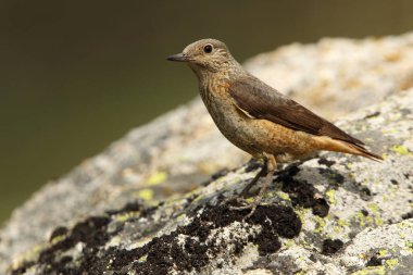 Rufous kuyruklu kaya ardıçkuşunun dişisi günün ilk ışıklarıyla üreme bölgelerindeki bir kayanın üzerinde