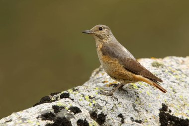 Rufous kuyruklu kaya ardıçkuşunun dişisi günün ilk ışıklarıyla üreme bölgelerindeki bir kayanın üzerinde