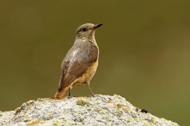 Rufous kuyruklu kaya ardıçkuşunun dişisi günün ilk ışıklarıyla üreme bölgelerindeki bir kayanın üzerinde