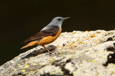 Rufous kuyruklu erkek kaya ardıç kuşu günün ilk ışıklarıyla üreme bölgelerindeki bir kayanın üzerinde