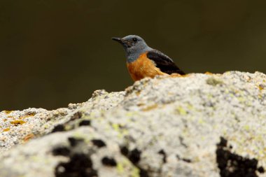 Rufous kuyruklu erkek kaya ardıç kuşu günün ilk ışıklarıyla üreme bölgelerindeki bir kayanın üzerinde
