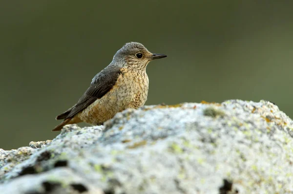 Samica Pleśniawki Kamiennej Rufous Tailed Pierwszym Światłem Dnia Skale Ich — Zdjęcie stockowe