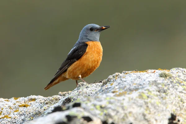 Muž Rufous Tailed Rock Drozd Prvním Denním Světlem Skále Jejich — Stock fotografie