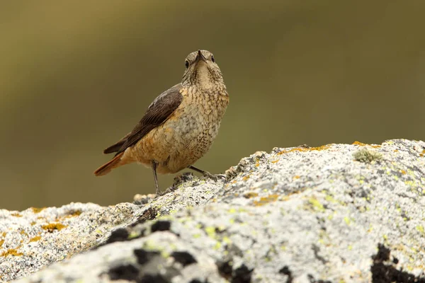 Vrouw Van Rufous Tailed Rock Spruw Met Het Eerste Daglicht — Stockfoto