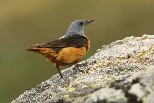 Muž Rufous Tailed Rock Drozd Prvním Denním Světlem Skále Jejich — Stock fotografie