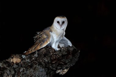 Gece bekçisi Tyto Alba 'daki ahır baykuşu.