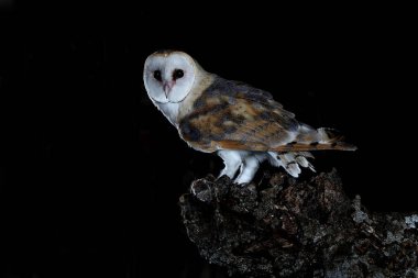 Gece bekçisi Tyto Alba 'daki ahır baykuşu.