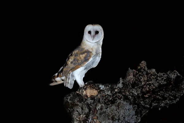 Coruja Celeiro Seu Estalajadeiro Noite Tyto Alba — Fotografia de Stock