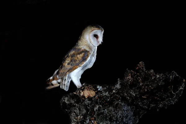 Barn Owl Posadero Nocturno Tyto Alba —  Fotos de Stock