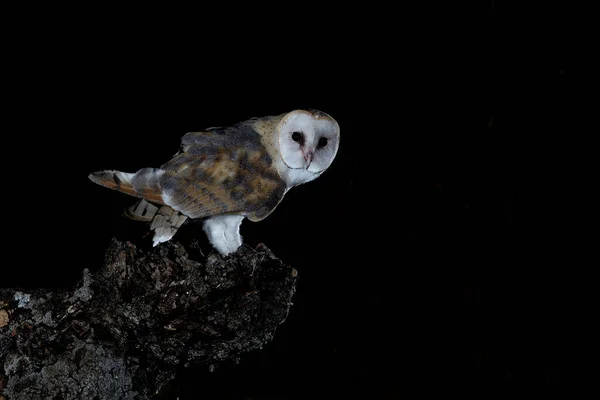 Laduuggla Sin Nattvärdshusvärd Tyto Alba — Stockfoto