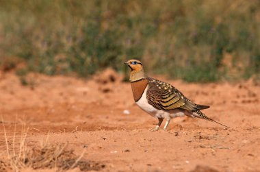 Yaz mevsiminde kurak bir su birikintisinde kum tavuğu erkek, Pterocles alchata