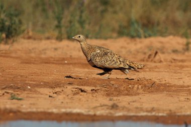 Günün erken saatlerinde, yazın bir su birikintisinde, siyah göbekli kum tavuğu dişisi.