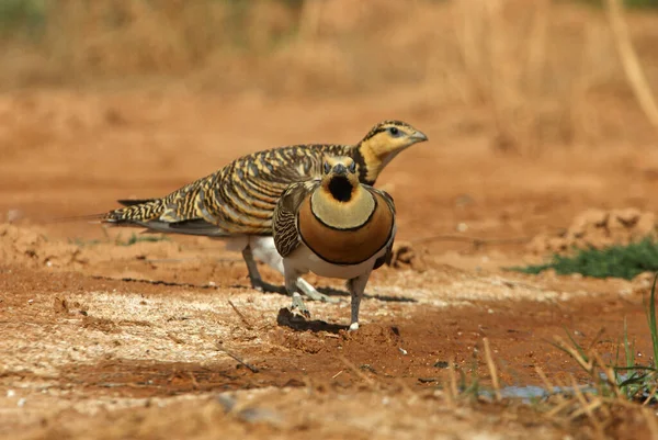 Pin-tailed sandgrouse male and female at a water point in summer with the first light of day