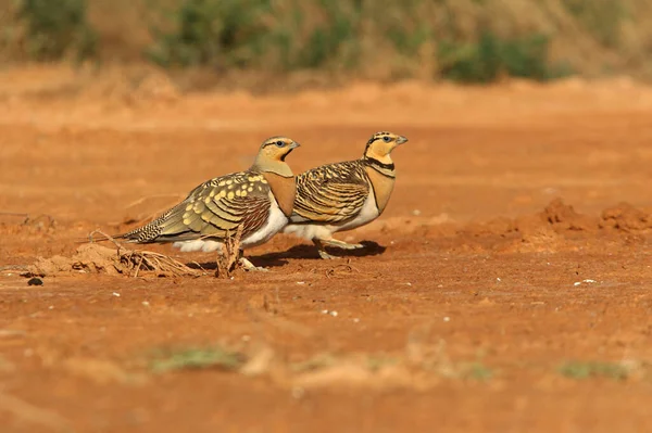 Pin-tailed sandgrouse male and female at a water point in summer with the first light of day