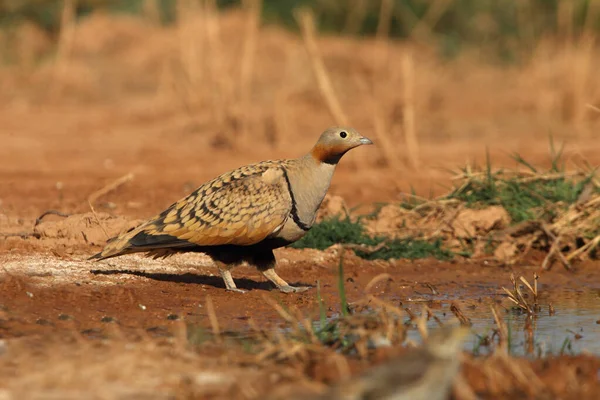 Preto Barriga Sandgrouse Macho Início Dia Ponto Água Verão — Fotografia de Stock